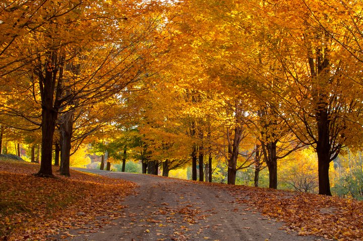 Scenic road in foliage