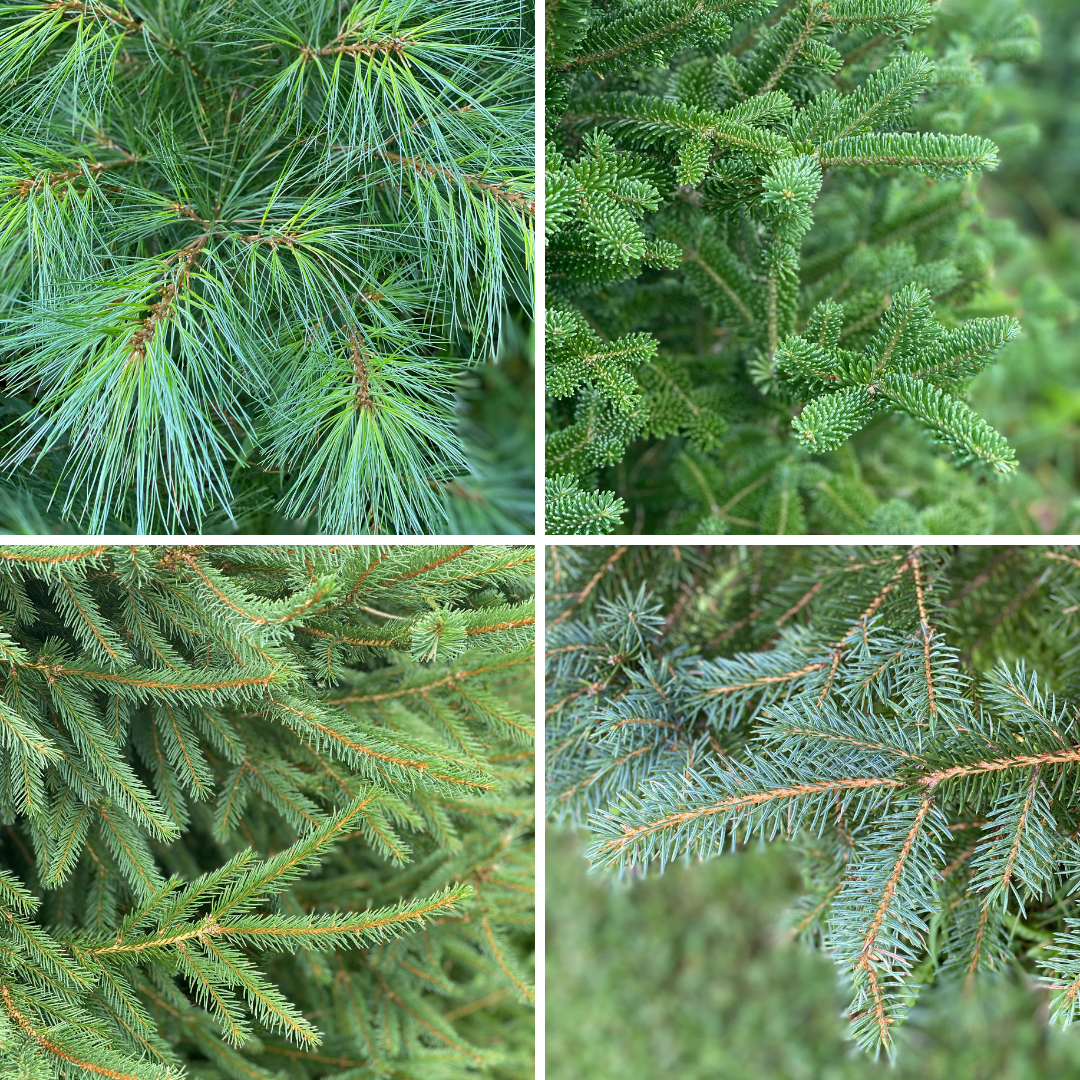 Varieties of trees available at Murray Hill Tree Farm